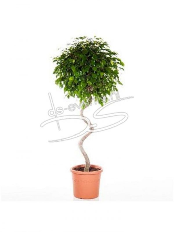 Ficus Benjamina Exotica (Toekan Twister)