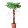 Palmboom Trachycarpus Fortunei hoogte ca. 250cm